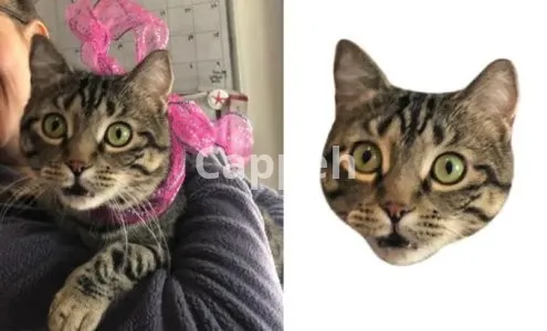 I will crop out 100 images head within 12 hours