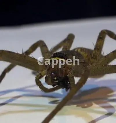 I will create original copyright free animal videos