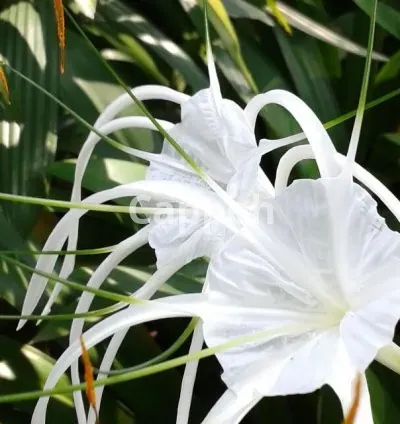 I will review and edit your christian book