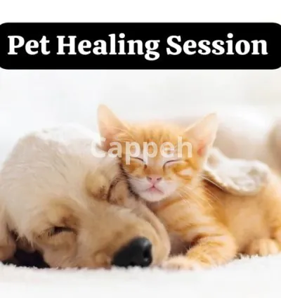 I will do pet healing with emotion and body code